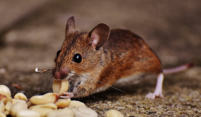 rodent